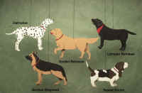 Pacific Northwest Dogs Mobile.