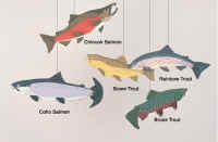 Pacific Northwest Trout and Salmon Mobile.