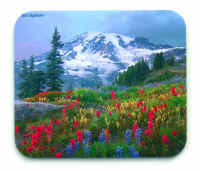 The most beautiful mountain in the world, Mount Rainier.