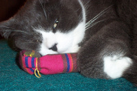 Cat with Hotcat Catnip