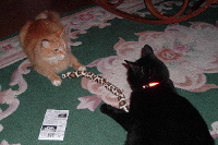 Cats with Hotcat Catnip