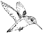 Hummingbird in flight drawing
